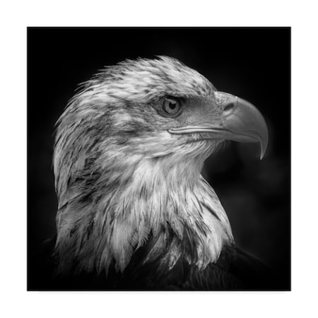 Peter Pfeiffer 'Majestic Eagle' Canvas Art,14x14